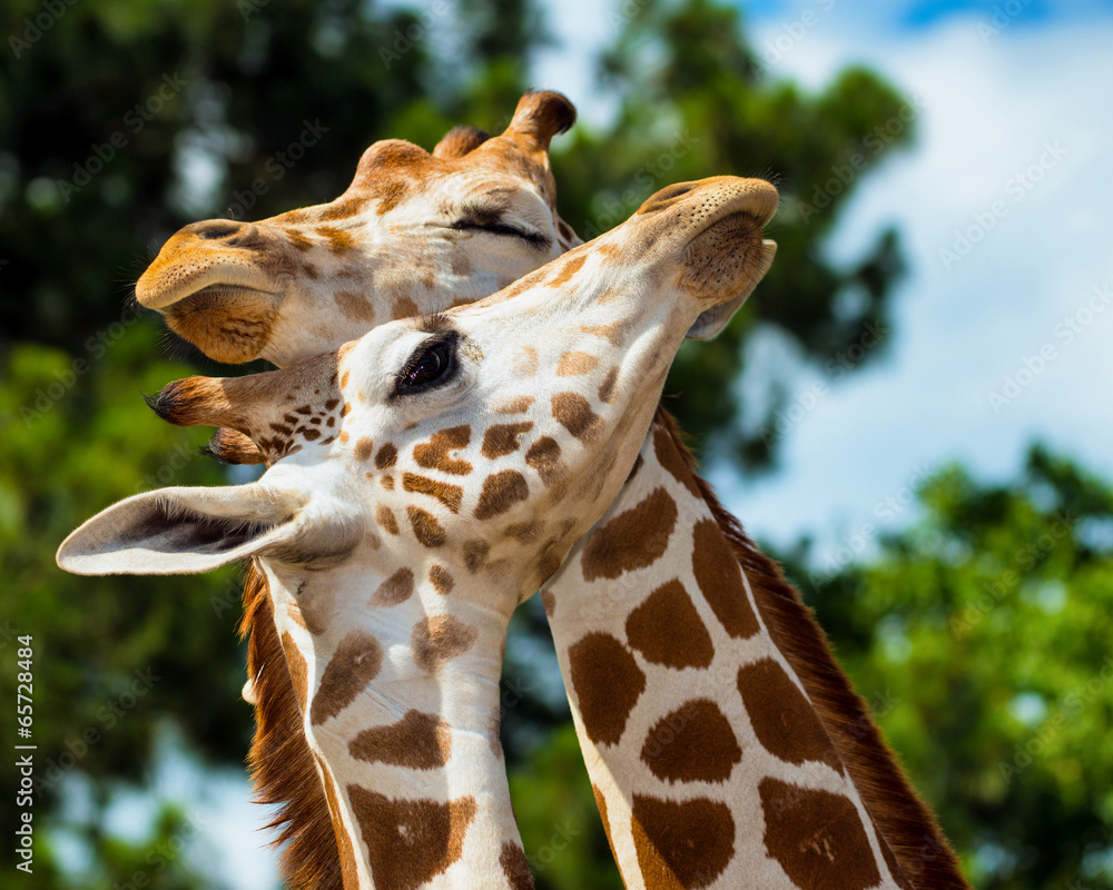 Naklejka premium Adult giraffes grooming each other