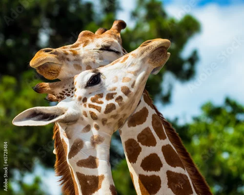 Fototapeta samoprzylepna Adult giraffes grooming each other