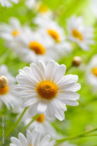 Fototapeta Naklejka Na Ścianę i Meble -  naure power