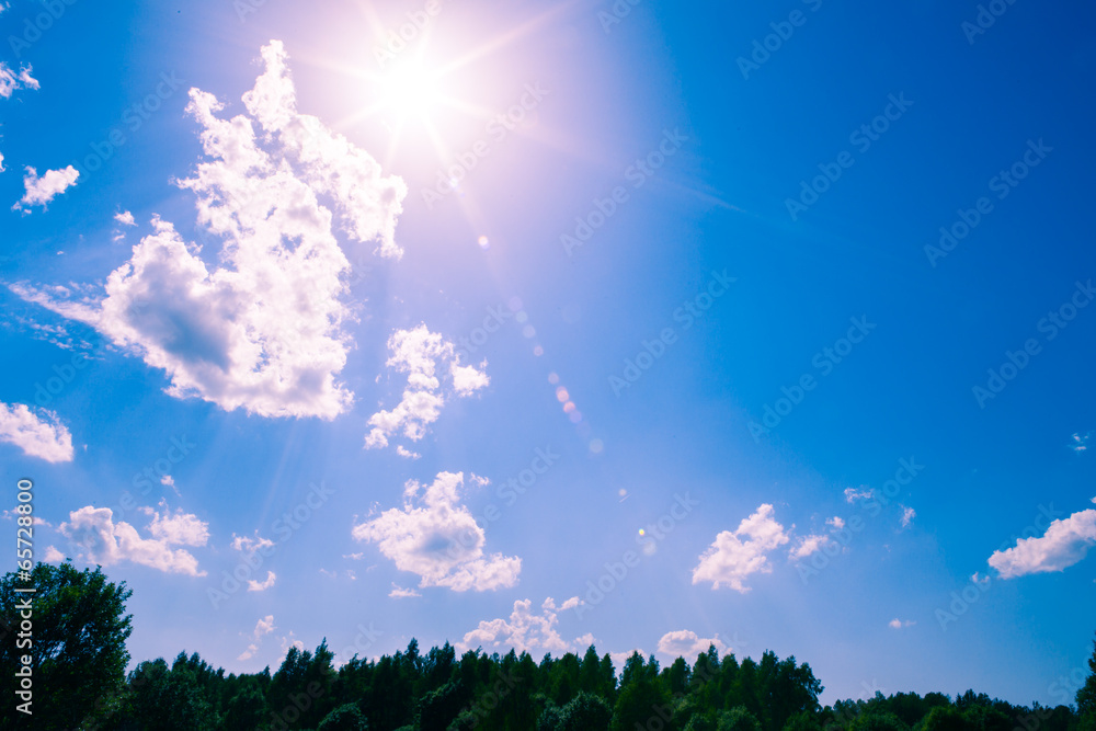 Fototapeta premium summer field with flower and sun