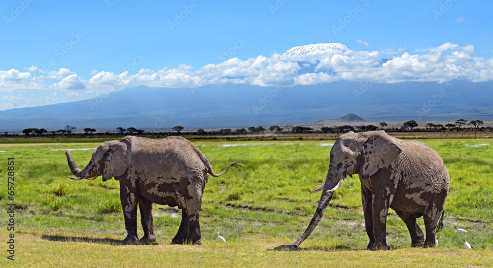 Fototapeta premium Kilimanjaro elephants