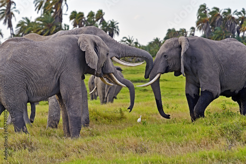 Kilimanjaro elephants