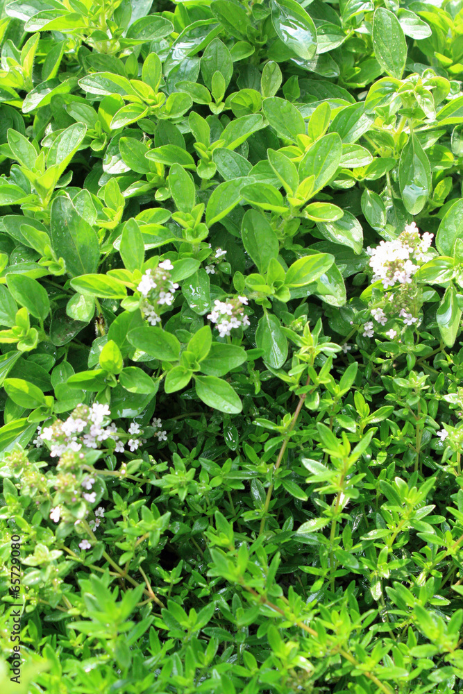 Frische Kräuter Frische Kräuter