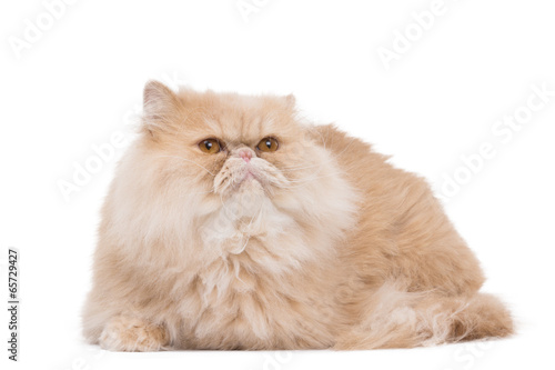 Fototapeta Naklejka Na Ścianę i Meble -  Persian cat sitting on the white background.