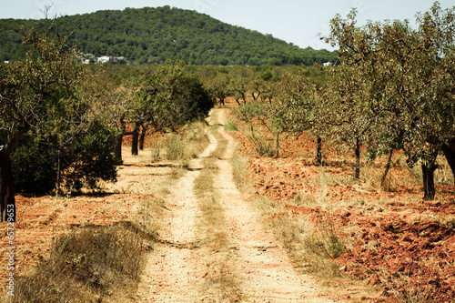 Obraz na płótnie Ibiza island landscape with agriculture fields on red clay soil w salonie