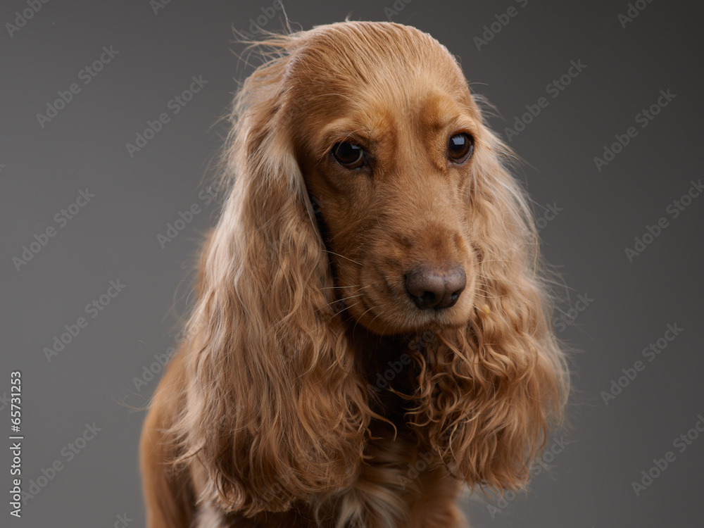 redhead dog spaniel on a gray
