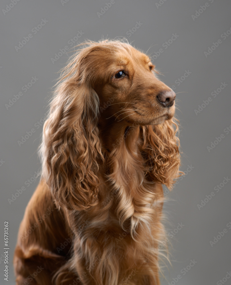 redhead dog spaniel on a gray