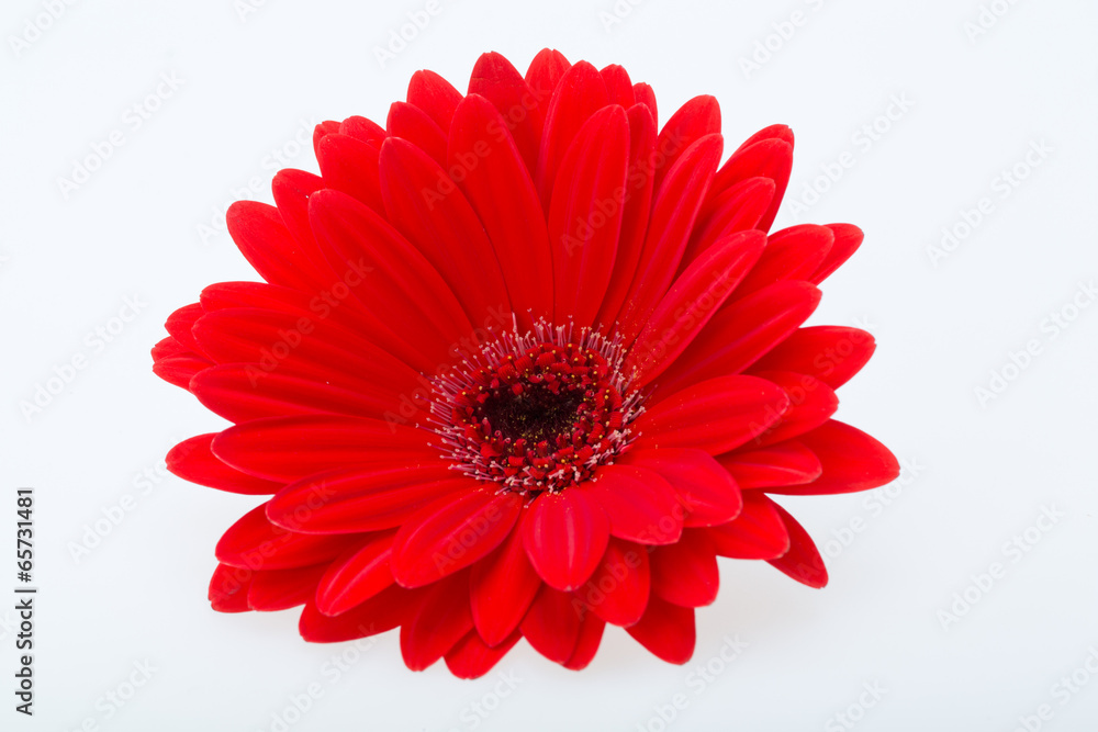 red gerbera daisy flower red gerbera daisy flower