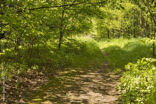 rural road into the forest