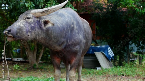 Buffalo grazing on the grass, tongue licked