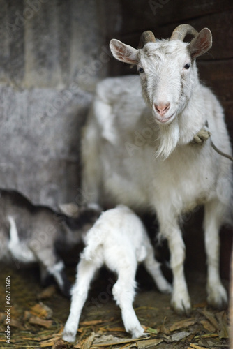 White domestic goat feeding goats