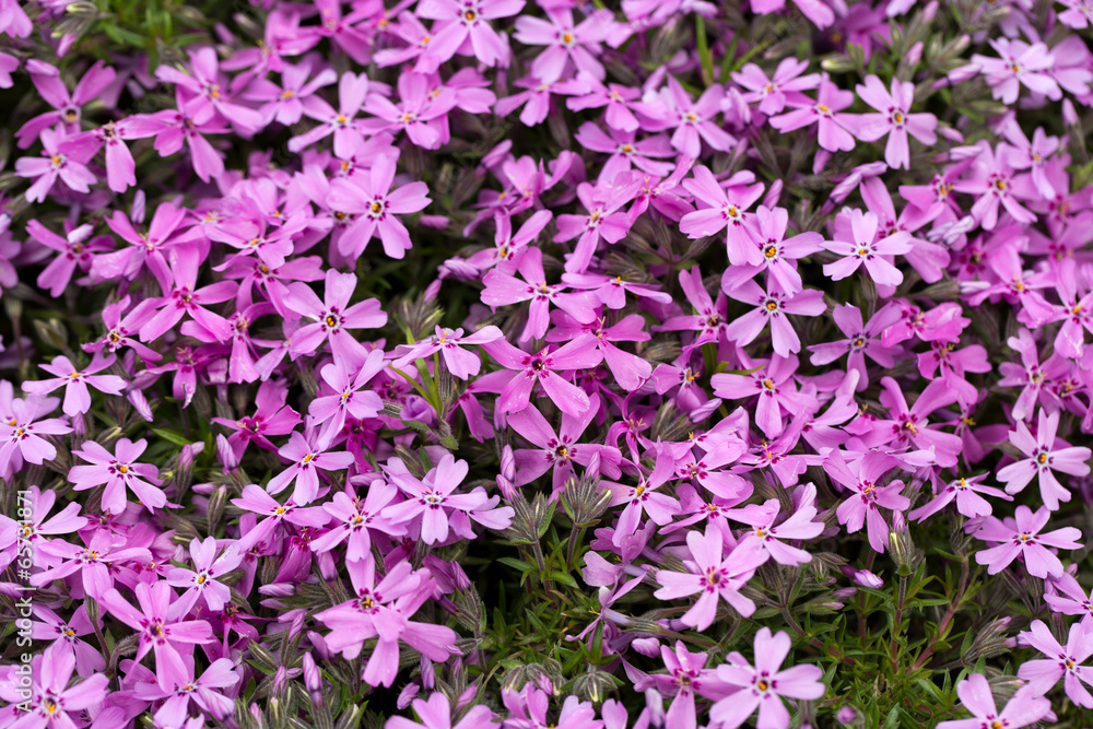 Aubrieta cultorum - pink or purple small flowers Aubrieta cultorum - pink or purple small flowers