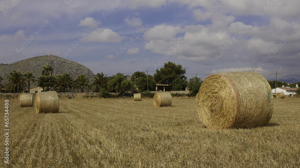 Hay bales in farmer's field