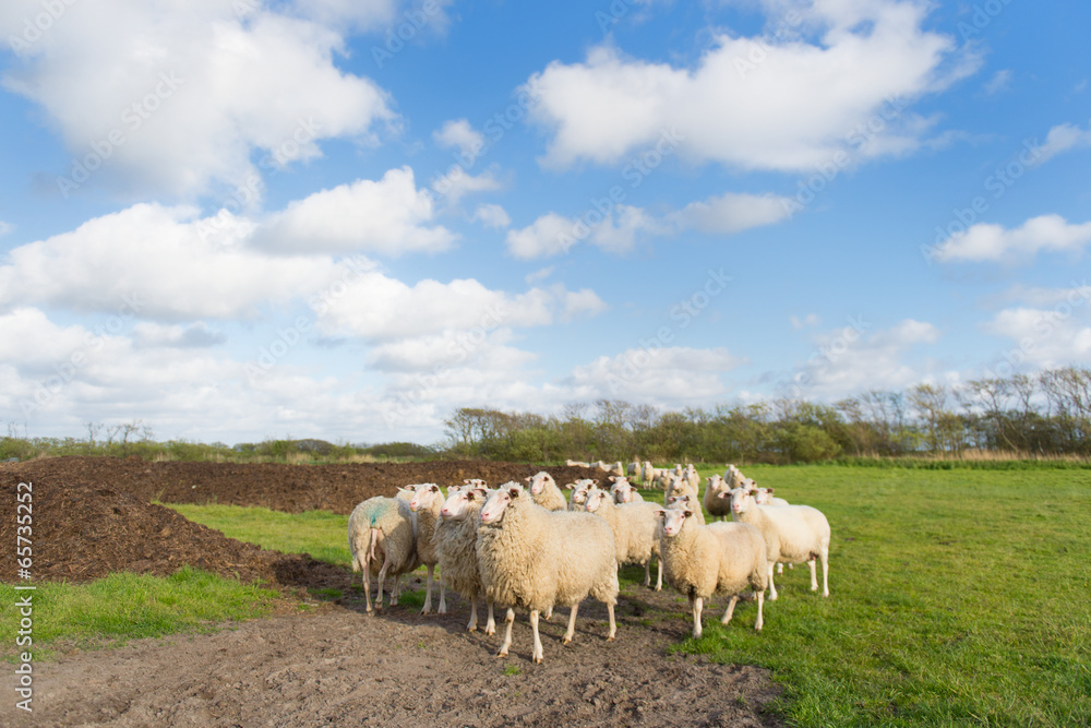 Sheep at Dutch wadden island Terschelling