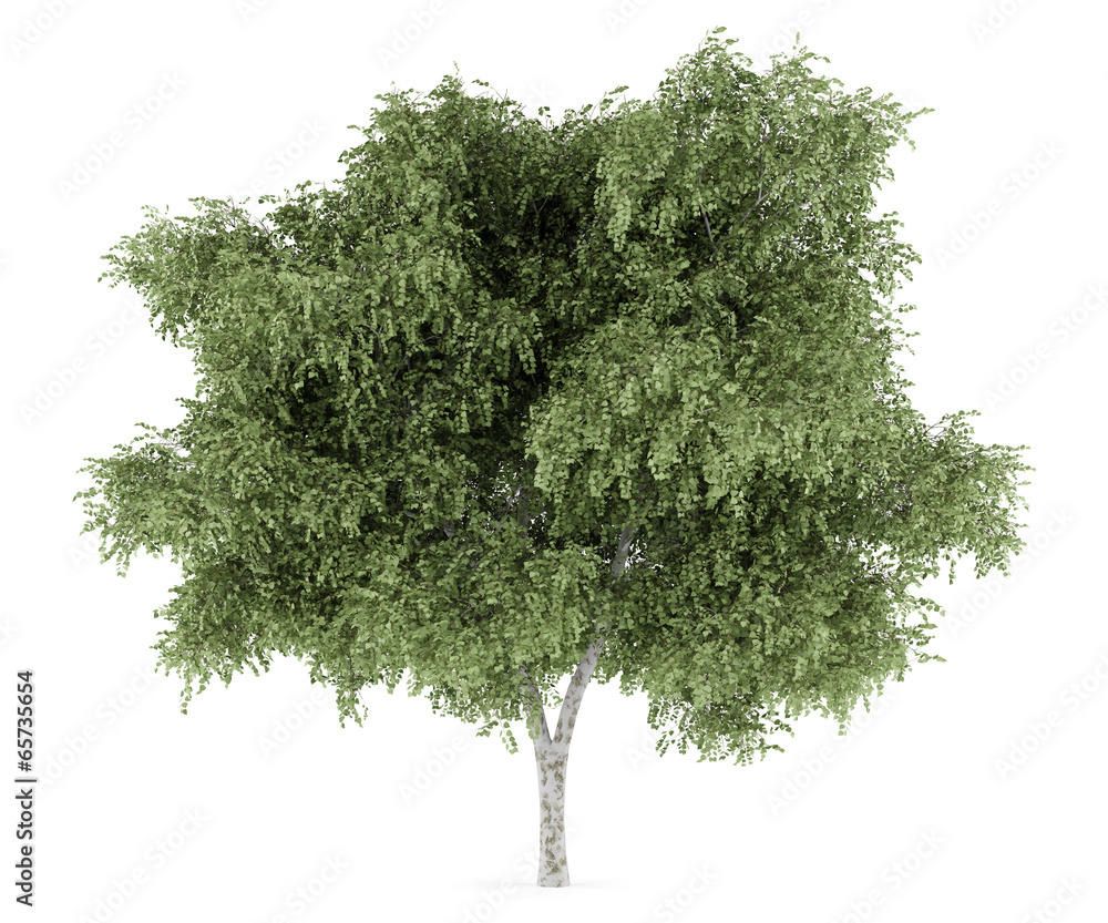 Fototapeta premium silver birch tree isolated on white background