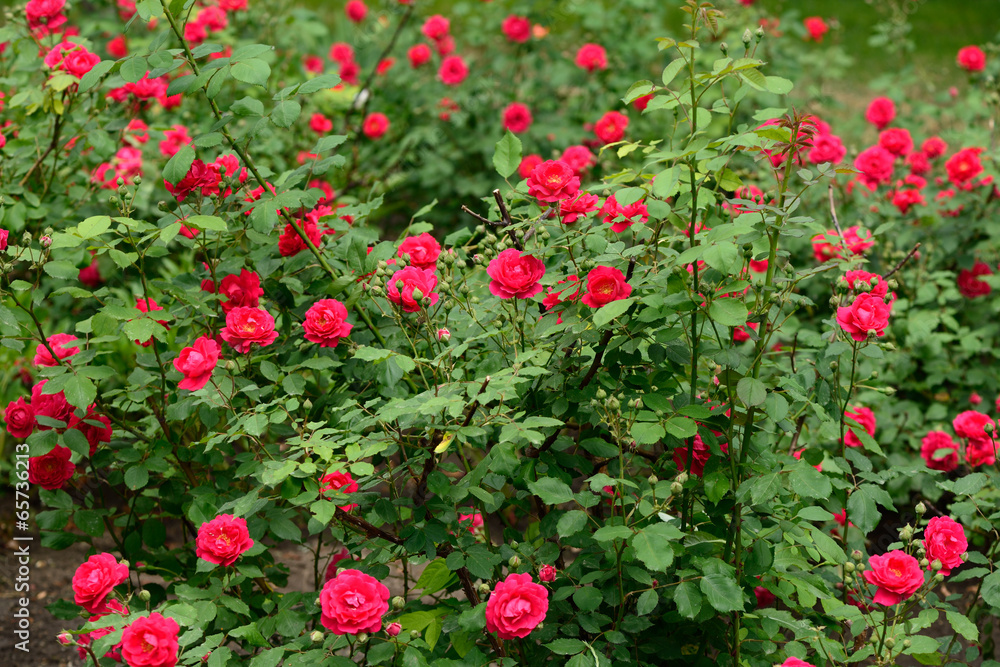 Red roses in garden