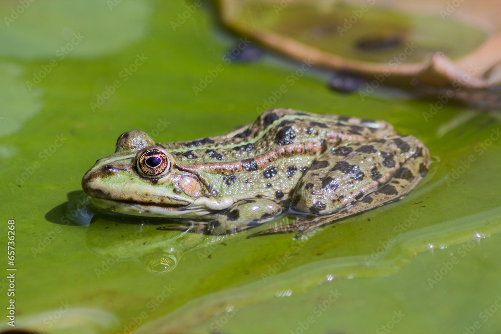 Frosch StockFoto Adobe Stock