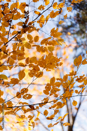 autumn trees