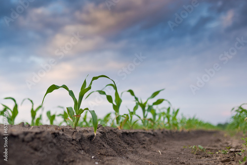 Young green corn in agricultural field