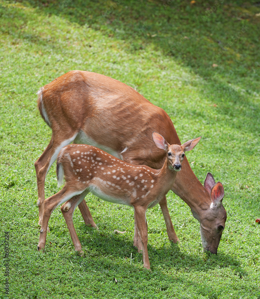 Morning pair of whitetail deer with one of them a fawn young enough to still be in spots Morning pair of whitetail deer with one of them a fawn young enough to still be in spots
