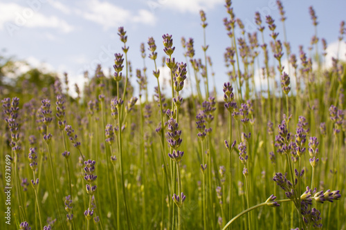 Lavendel © Nicolette Wollentin