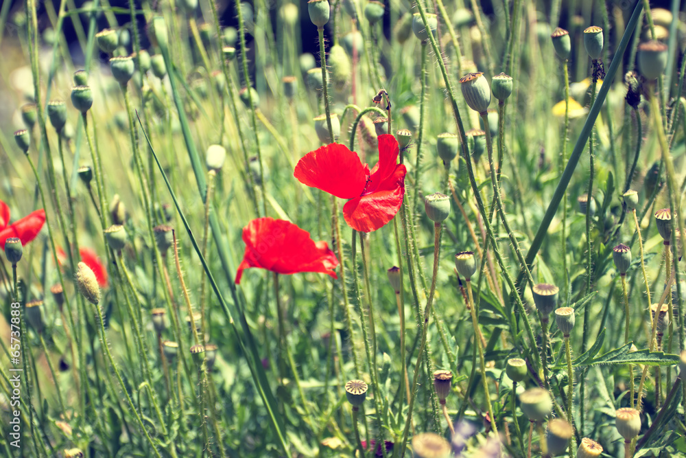 Obraz premium Red poppies in a field