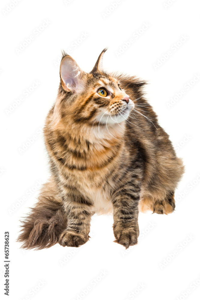 Obraz premium Young cat