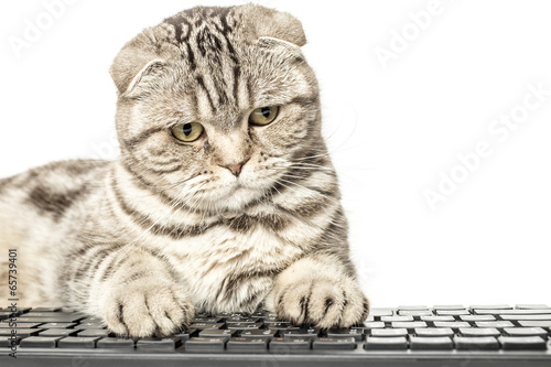 kot-przy-komputerze