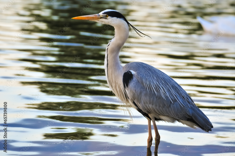Great Blue Heron standing in water at sunset Great Blue Heron standing in water at sunset