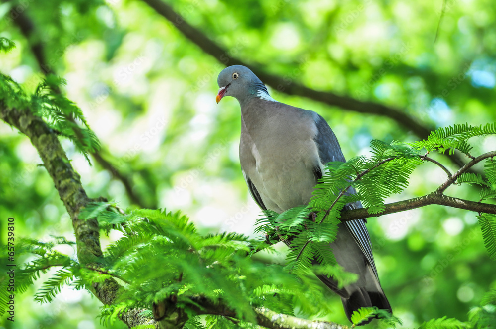 Wood pigeon sitting on branch in a tree
