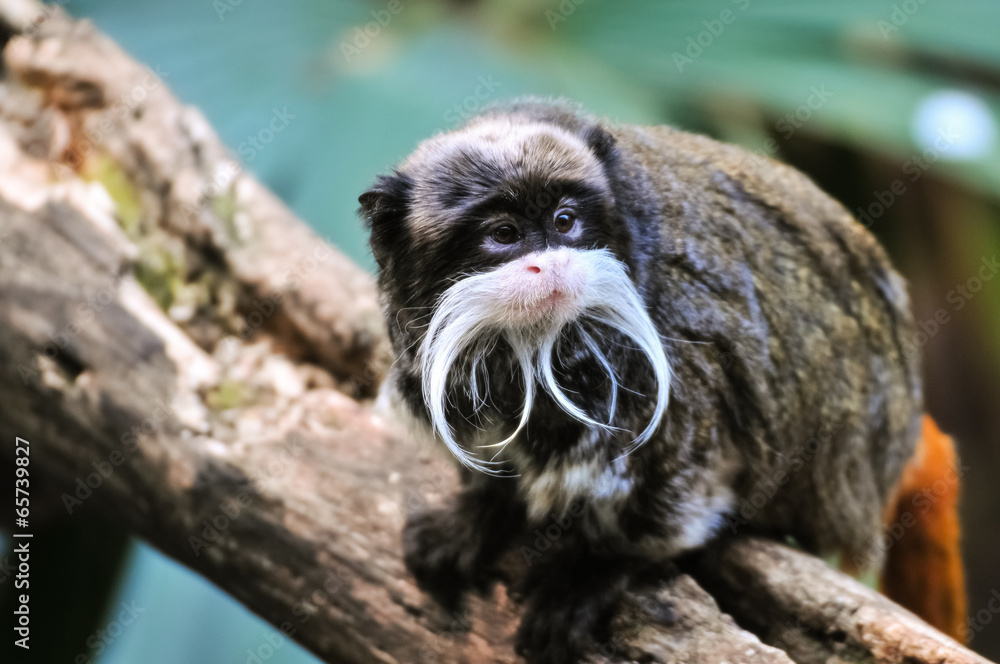 Naklejka premium Emperor Tamarin Monkey sitting on branch and watching something