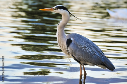 Fotografie Great Blue Heron standing in water at sunset