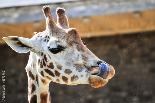 Funny giraffe picking nose with its tongue