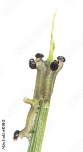 Neodiprion sertifer, european pine sawfly larva