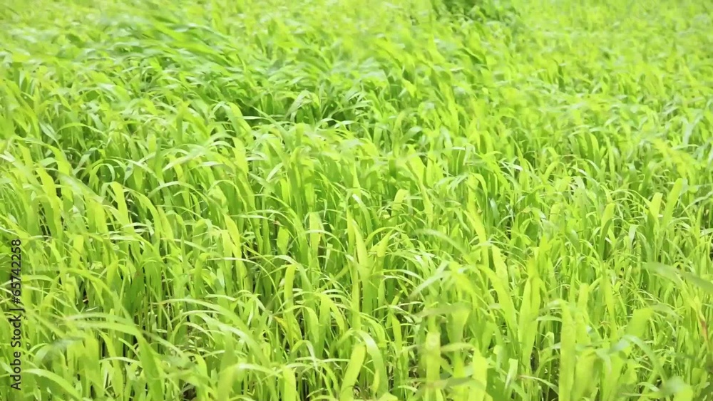 草原と風 草原と風