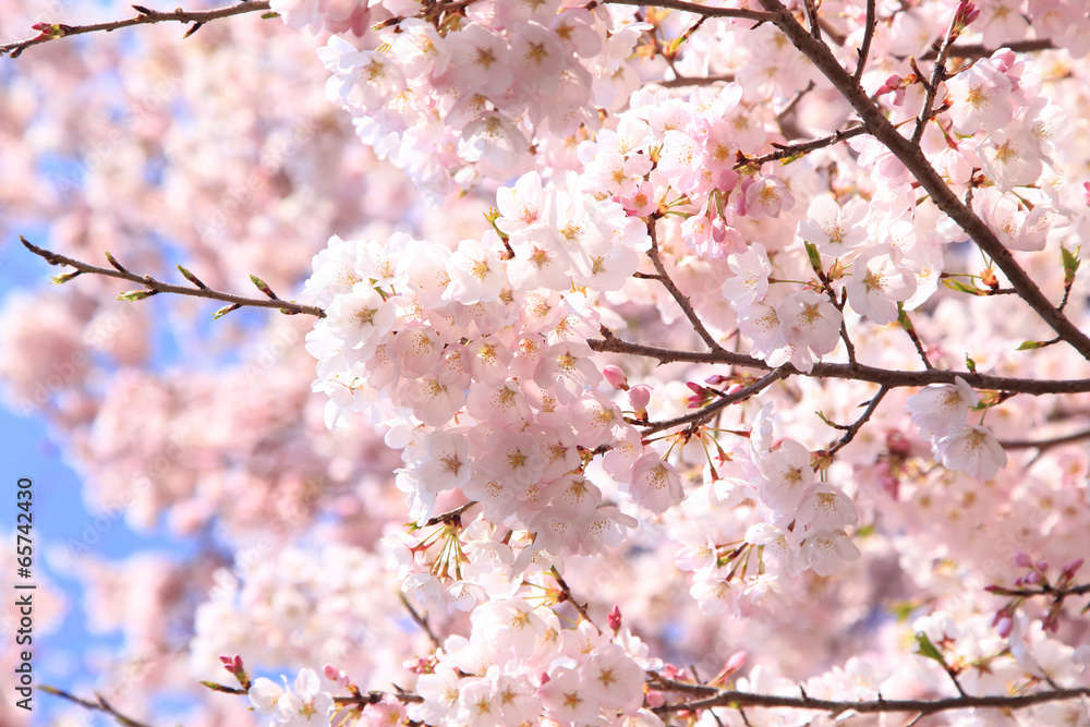 満開の桜　日本の春
