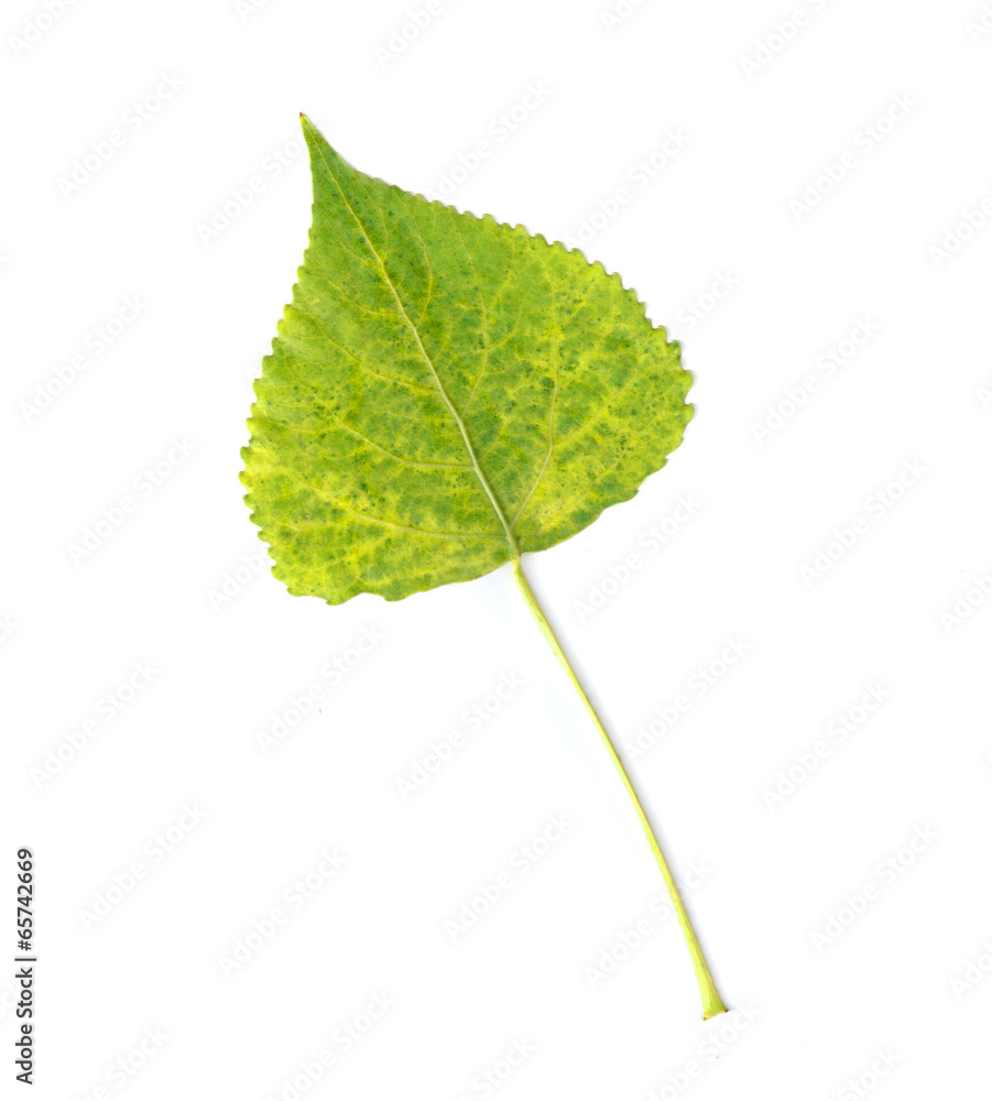 Fototapeta premium leaf on white background