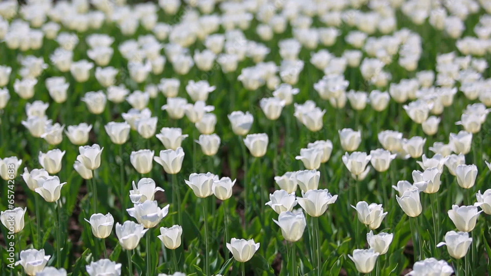 field of white tulips blooming - shallow depth of field field of white tulips blooming - shallow depth of field