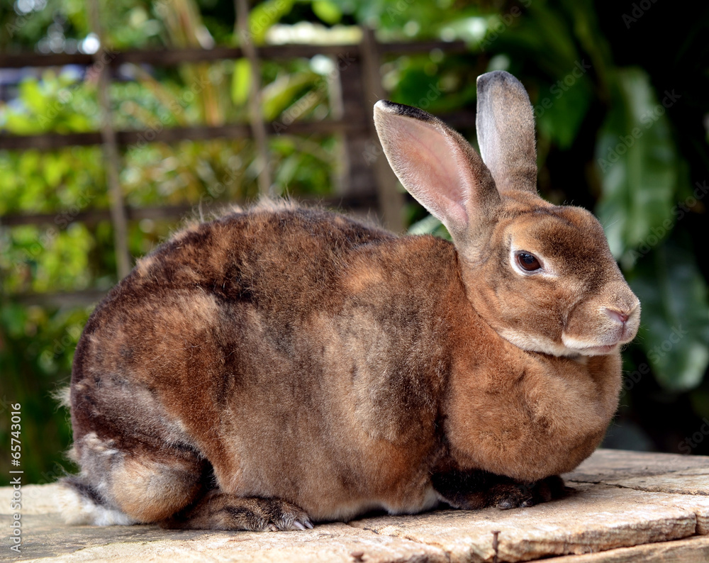 Fototapeta premium rabbit in the nature