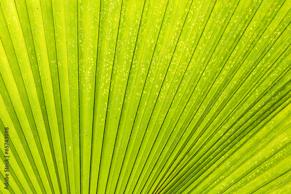 Lines and textures of Green Palm leaves Lines and textures of Green Palm leaves