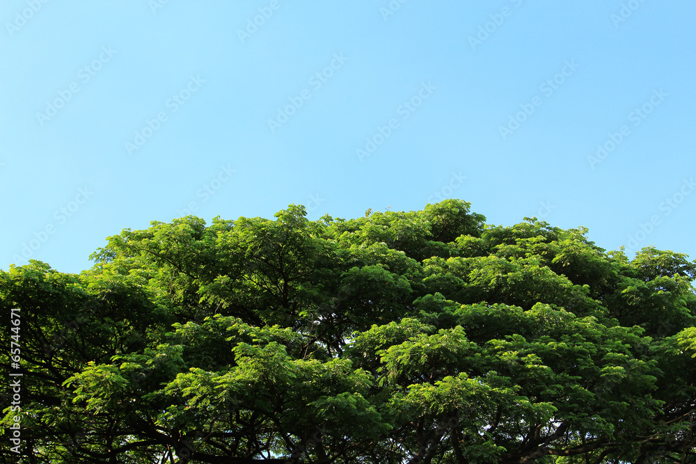 Green tree in tropical garden Green tree in tropical garden