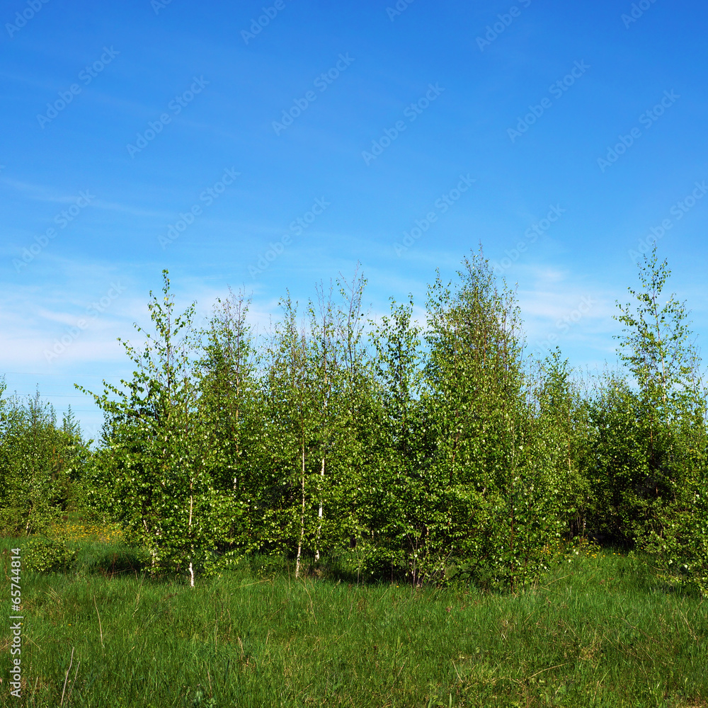 Obraz premium Summer landscape with birch trees