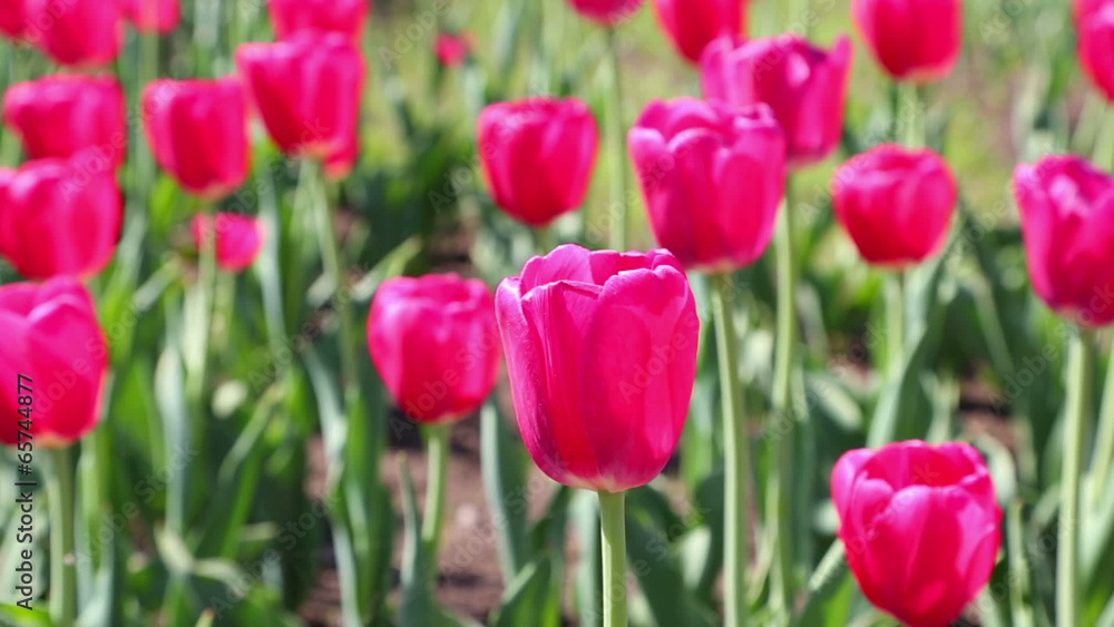field of blooming different color tulips - zoom out field of blooming different color tulips - zoom out