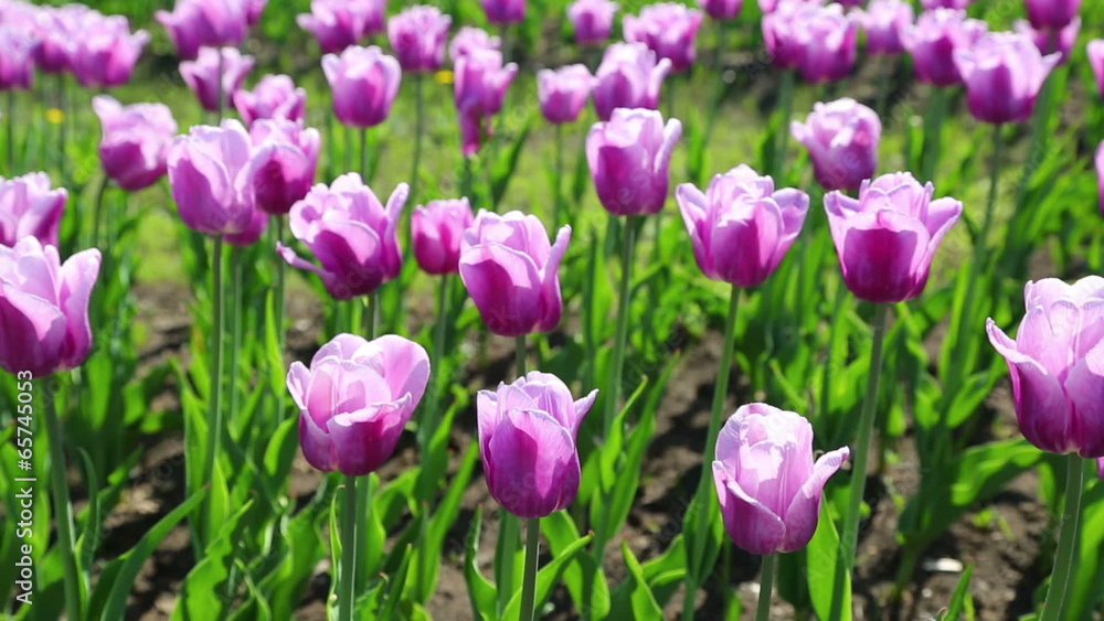 purple with white border tulips blooming varieties of Arabian My purple with white border tulips blooming varieties of Arabian My