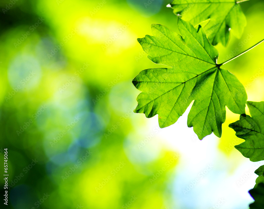 green leaves green leaves