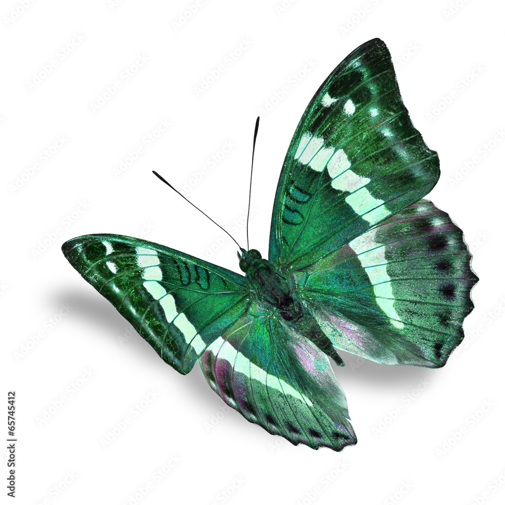 Naklejka premium green butterfly