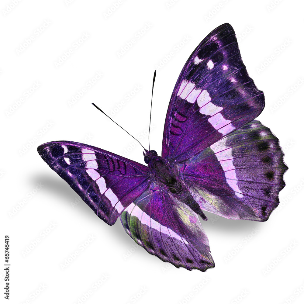 Naklejka premium purple butterfly