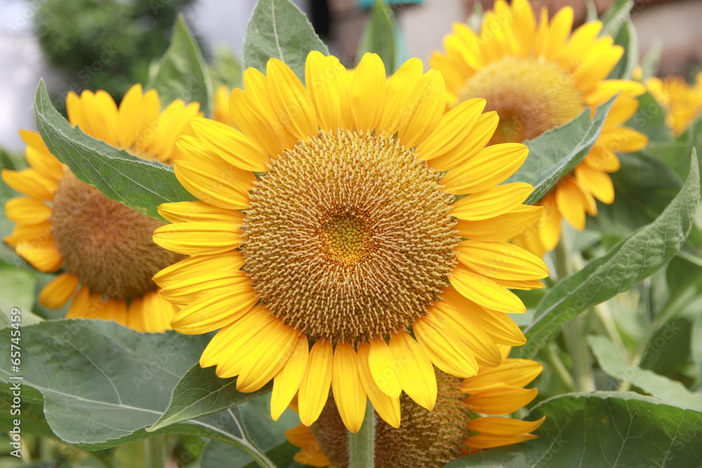 Naklejka premium Sunflower in the garden