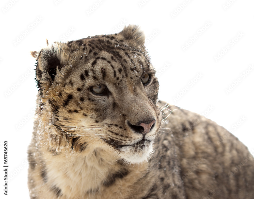 Fototapeta premium Head of Snow leopard