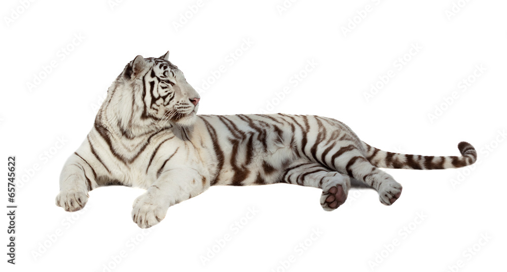 Obraz premium lying white tiger. Isolated over white